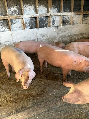 Porci 100-150 kg 