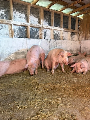 porci 100-150 kg 