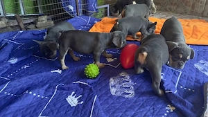 Donez 3 cățelusi bulldog francez