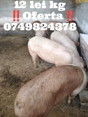Porci de carne  - imagine 2