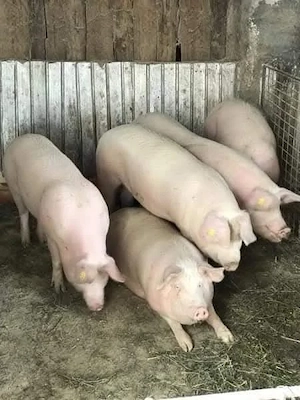 Porci pentru Crăciun 