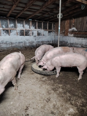Porci de carne  - imagine 2
