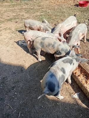 vînd porci șoldanii - imagine 4