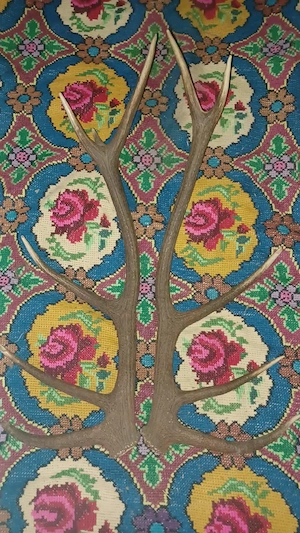 Coarne cerb si lustre 