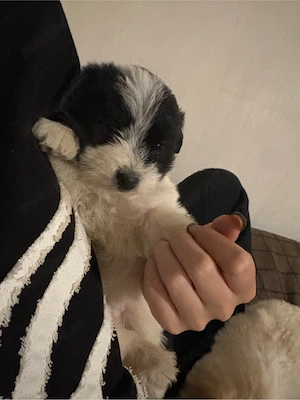 bichon maltez 