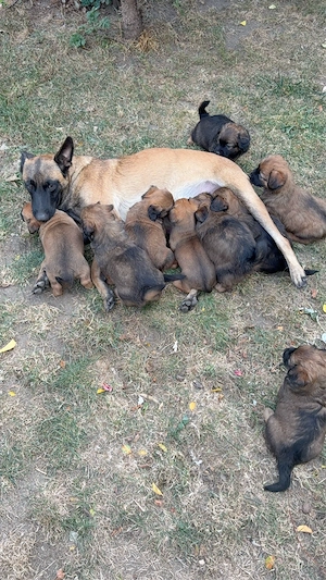  Donez 9 puiuți de cățel.
