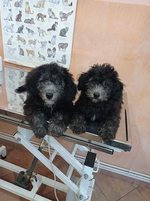 Pudel negru gri de două luni cu deparazitarea făcută și primul vaccin  - imagine 2