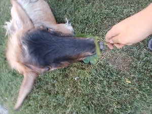 Vând Un țap o capra și doua ieduțe. URGENT - imagine 4