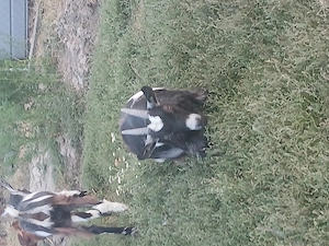 Vând Un țap o capra și doua ieduțe. URGENT - imagine 5