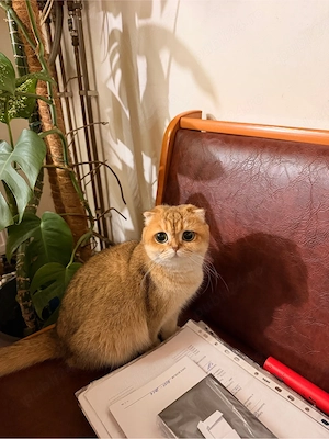 pisica scottish fold - imagine 2