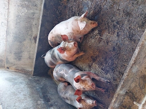 Vând porci 