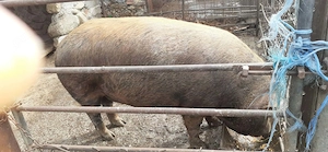 porc duroc cu pietran 