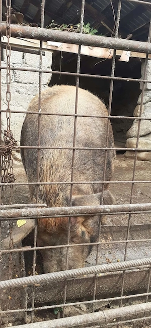 porc duroc cu pietran  - imagine 2