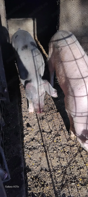 vand porci diferite marimi de 100 kg pana la 150 kg cine doreste sunt crescuti natural  cu cereale   - imagine 2