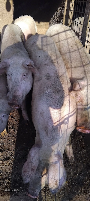 vand porci diferite marimi de 100 kg pana la 150 kg cine doreste sunt crescuti natural  cu cereale   - imagine 3