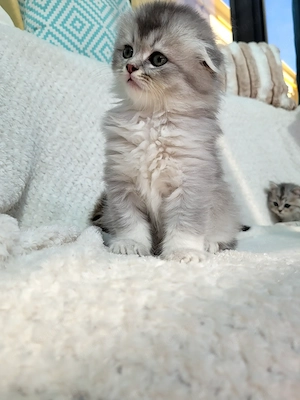 Scottish fold baiețel
