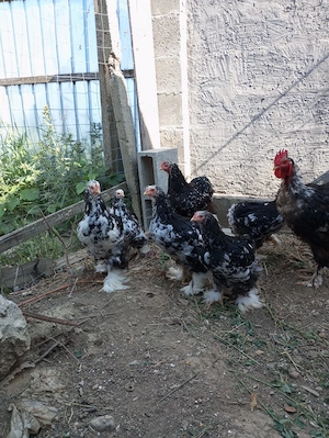 Găini și pui cochinchina urias