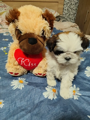 Shih Tzu 2 luni