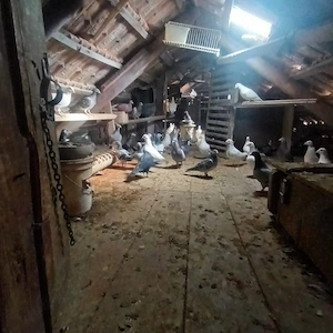 Porumbei de vânzare