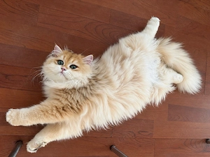 Băiețel British Longhair cu pedigree  - imagine 3