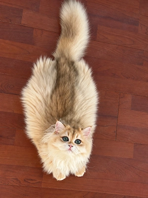 Băiețel British Longhair cu pedigree  - imagine 2