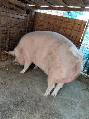 Porc vanzare - imagine 5