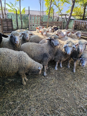 Vând miei crescuți acasa,pe stabulatie - imagine 3