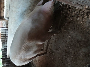 Porc de vânzare