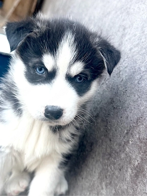      Cățeluși Husky Siberian superbi, adorabili și plini de energie!  