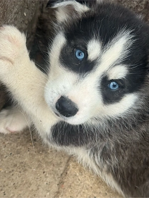      Cățeluși Husky Siberian superbi, adorabili și plini de energie!   - imagine 2