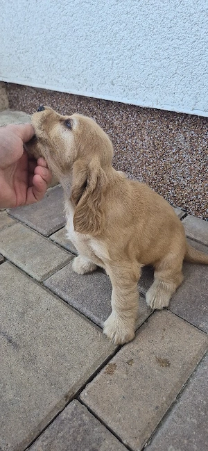 Cocker Spaniel Englez  - imagine 2