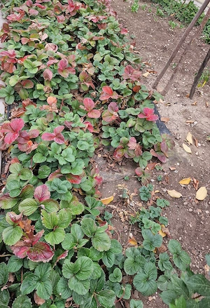 Vând căpșuni (plante) .