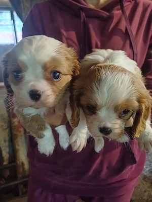 Vand catei Cavalier King Charles - imagine 2