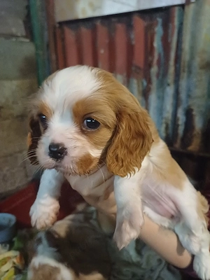 Vand catei Cavalier King Charles - imagine 3