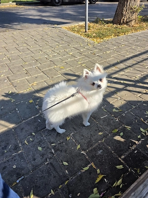 Pomeranian femelă. - imagine 2