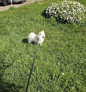 Pomeranian femelă.
