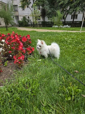 Pomeranian femelă. - imagine 3