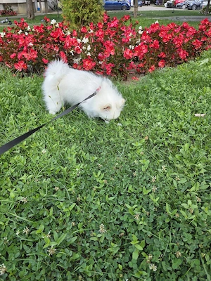 Pomeranian femelă. - imagine 4