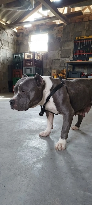 American bully de vanzare - imagine 4