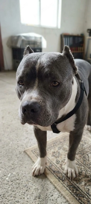 American bully de vanzare - imagine 3