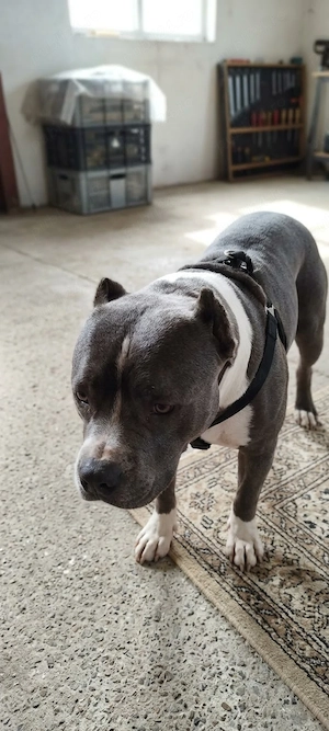 American bully de vanzare - imagine 5
