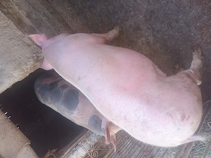 Vand porc de carne landras cu marele alb - imagine 2