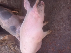 Vand porc de carne landras cu marele alb - imagine 3