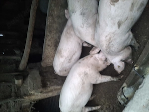 Vând porci petrean și  landras 