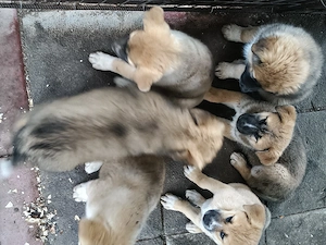 vand catei akita inu japonez - imagine 3