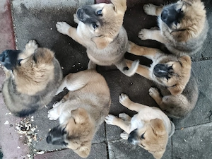 vand catei akita inu japonez - imagine 2