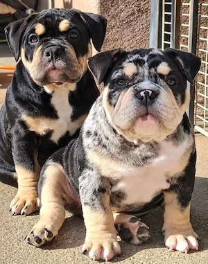 American Bully disponibili! - imagine 2