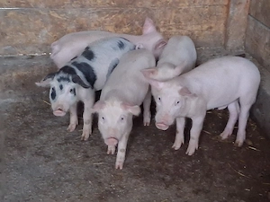 vând 5 purcei de 10 săptămâni 