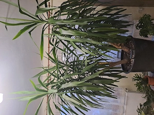 Yucca de vanzare
