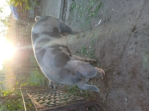Porc pietran de vanzare